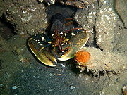P1050552-1.JPG